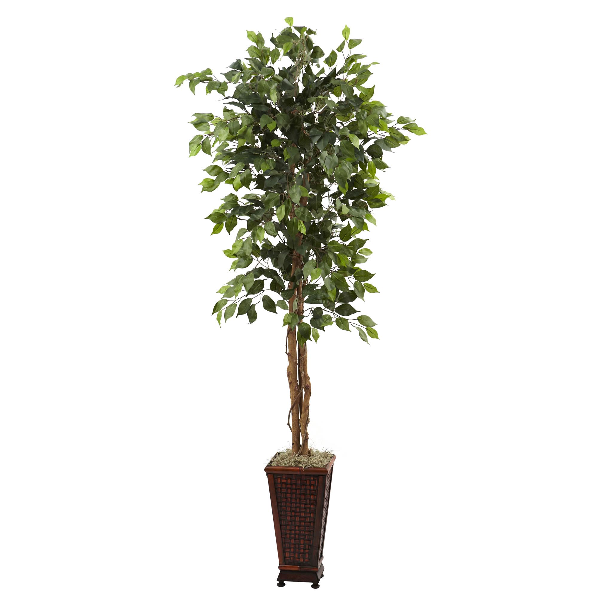 6.5 Foot Artificial Ficus In Decorative Planter