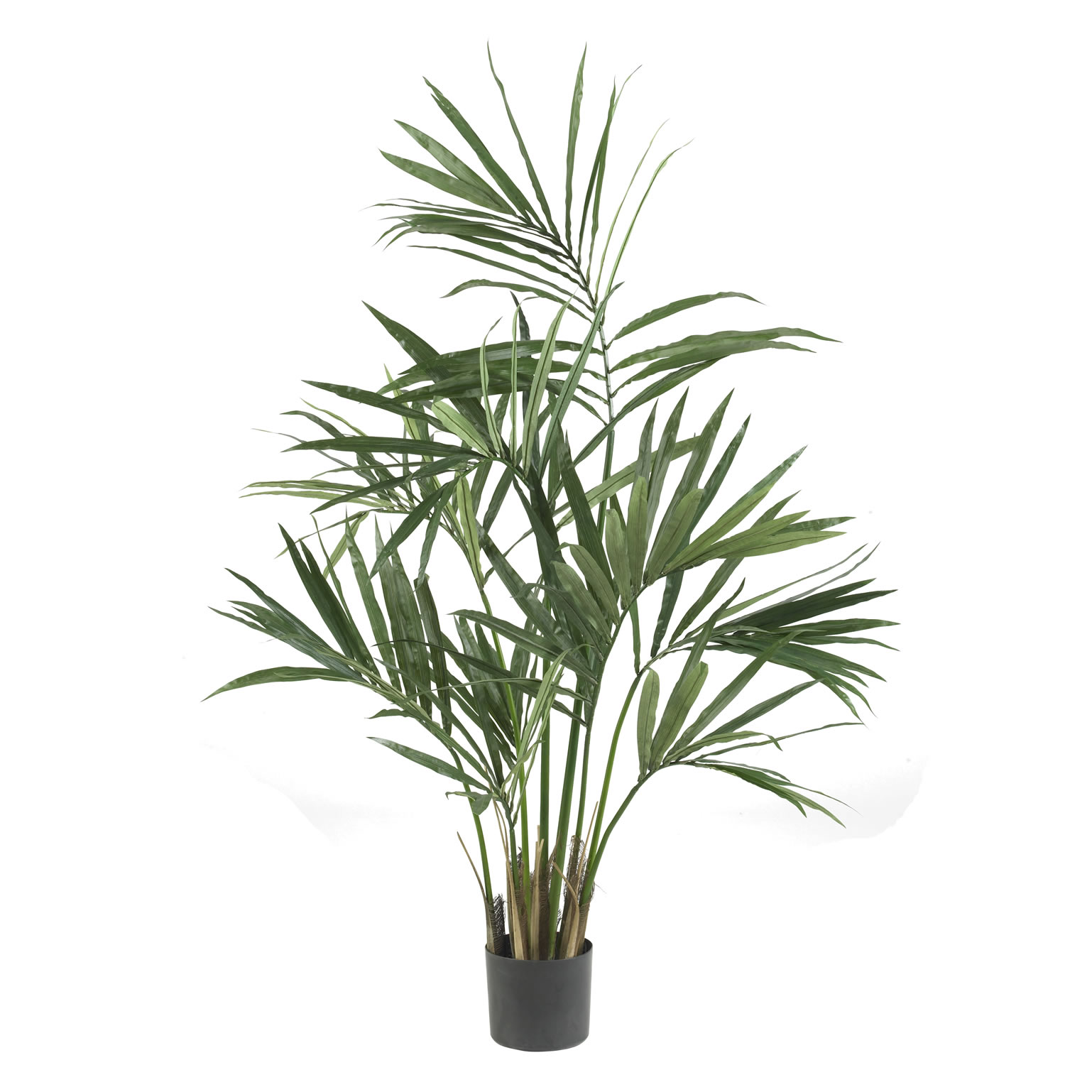5 Foot Kentia Palm Tree: Potted