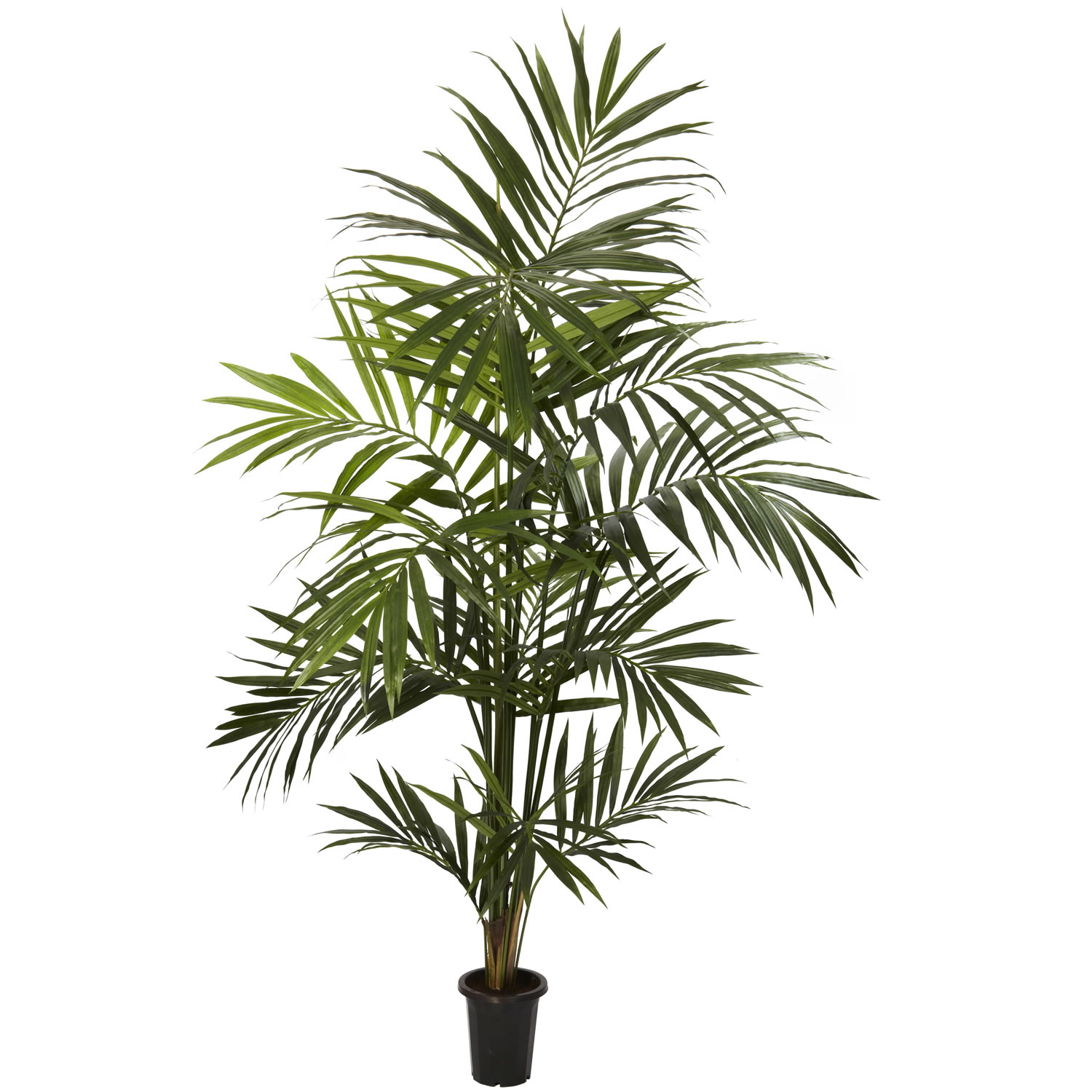 7 Foot Kentia Palm Tree: Potted