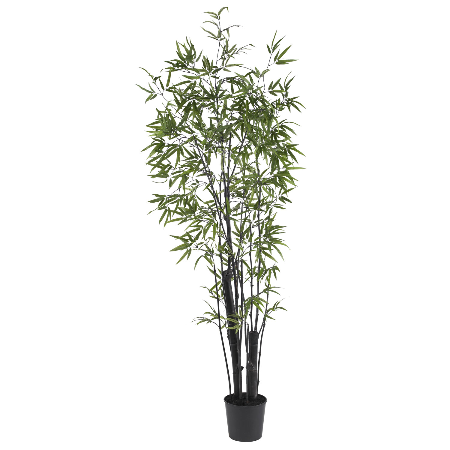 6 Foot Black Bamboo Tree: Potted