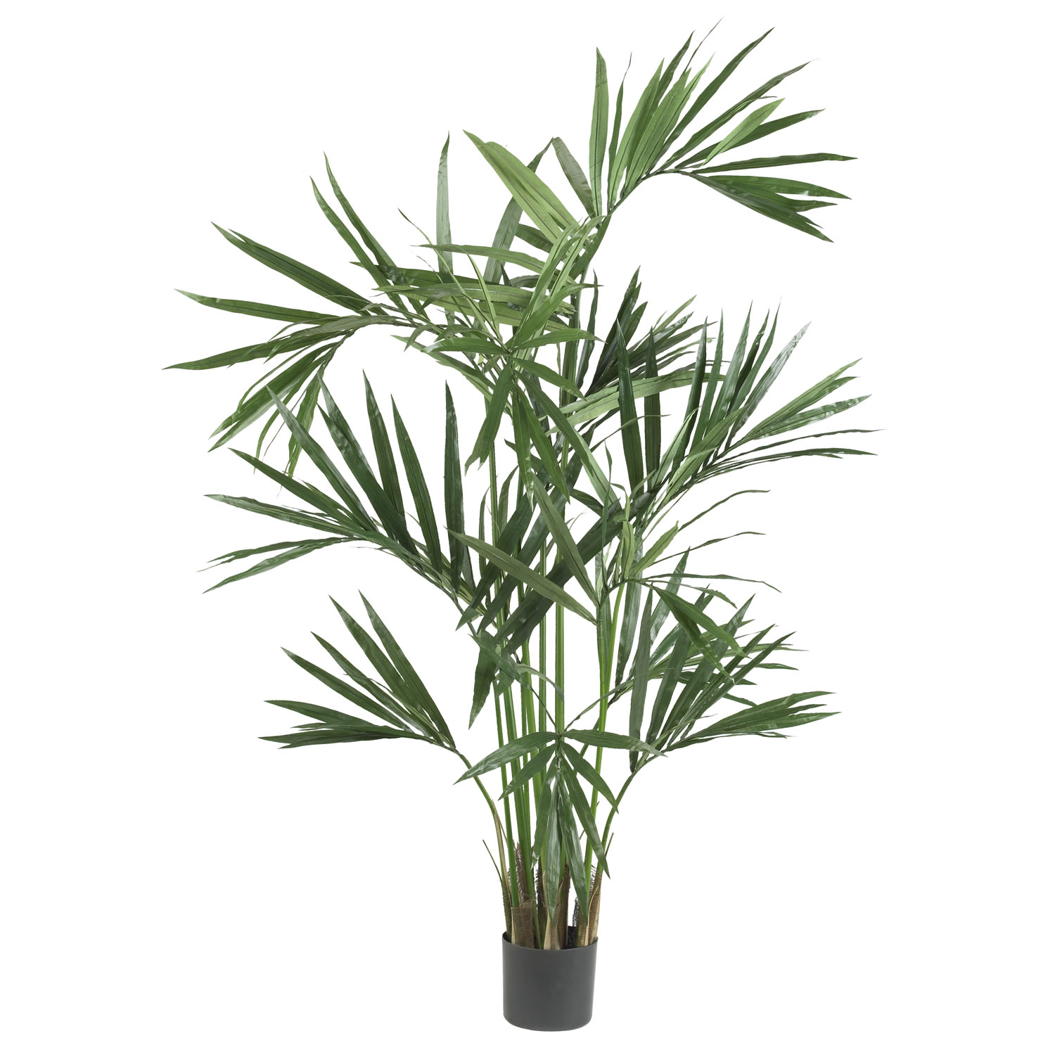 6 Foot Kentia Palm Tree: Potted
