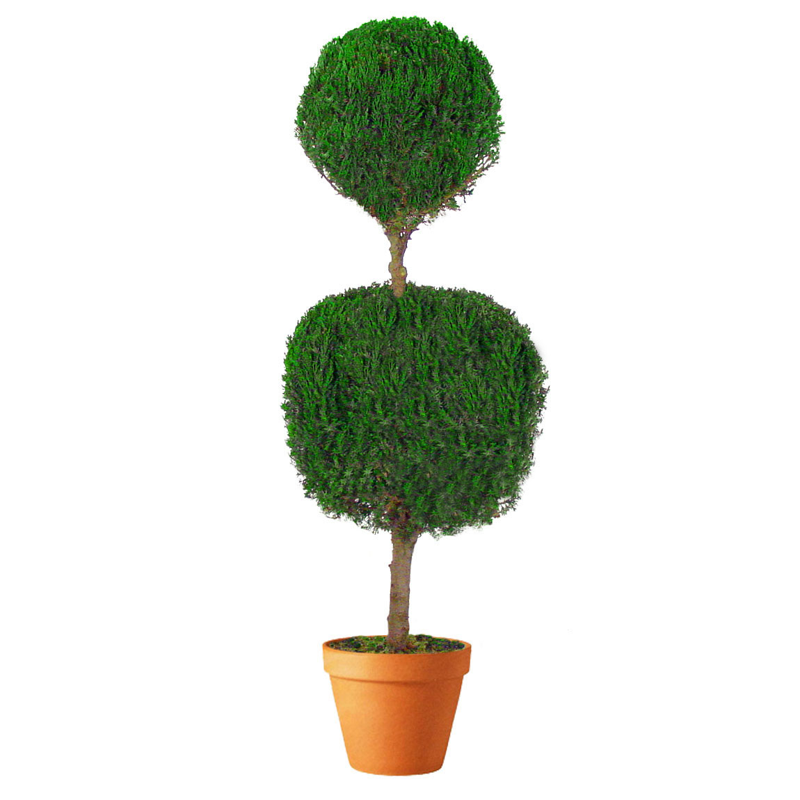 Preserved Double Ball Topiary