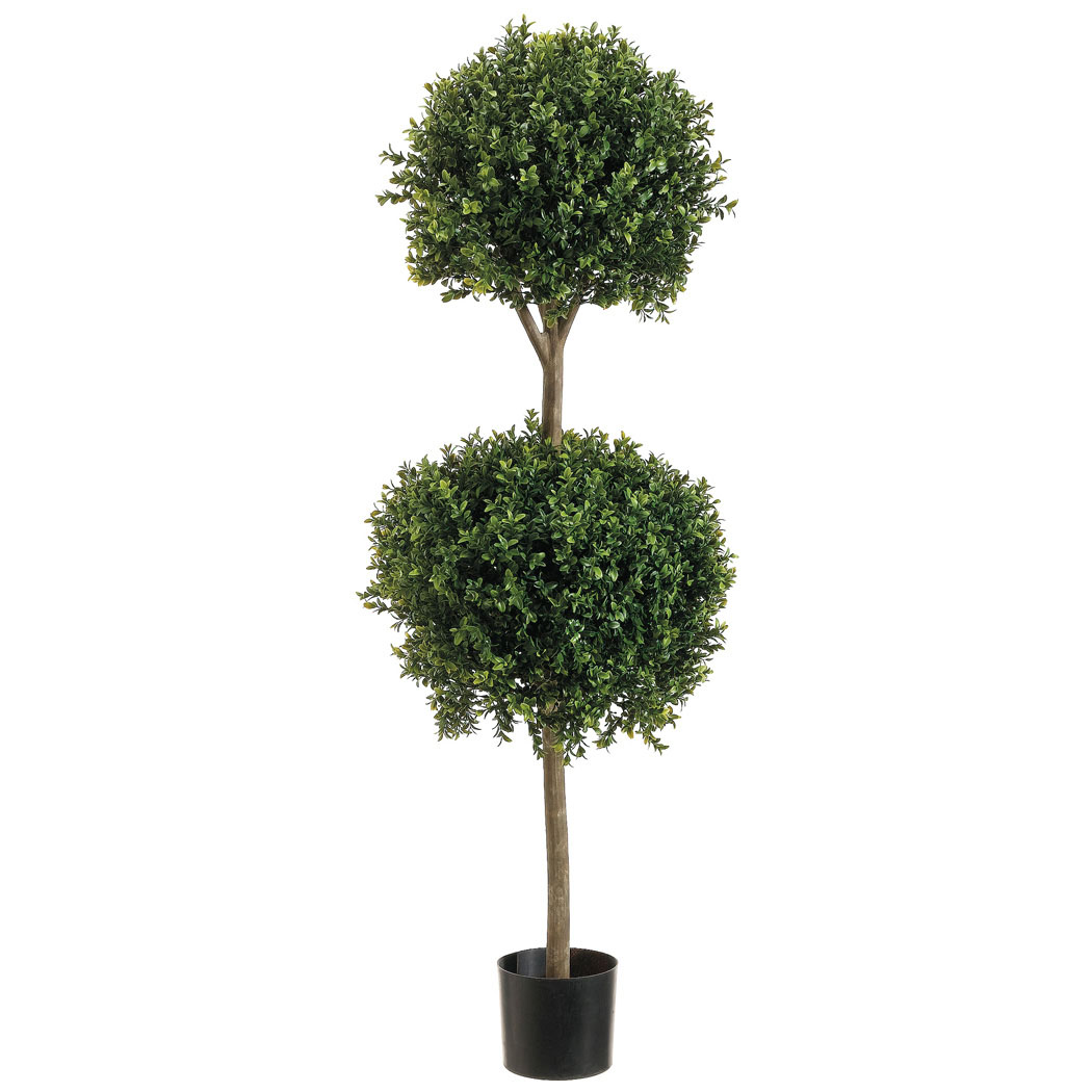 4 Foot Outdoor Double Ball Boxwood Topiary: Potted