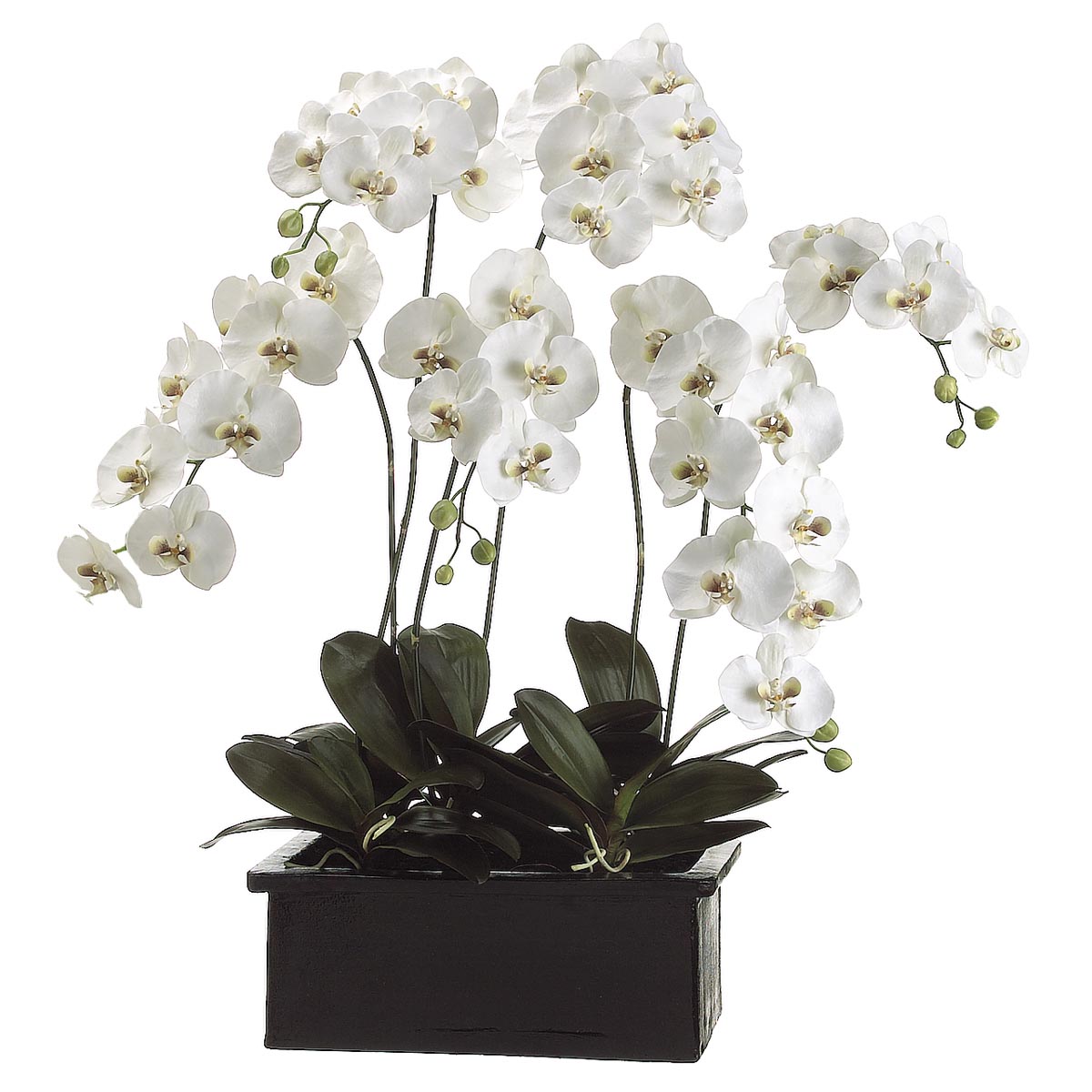 42 Inch Phalaenopsis Orchid Plant In Terra Cotta Pot