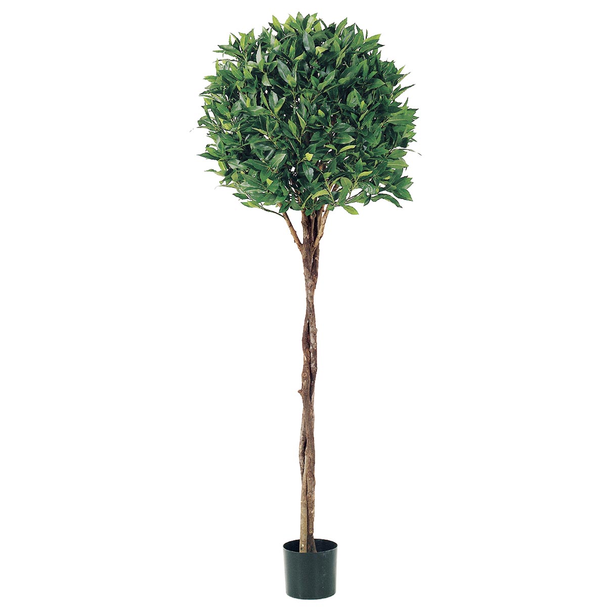 5 Foot Bay Leaf Topiary With Braided Trunk: Limited Uv (set Of 2)