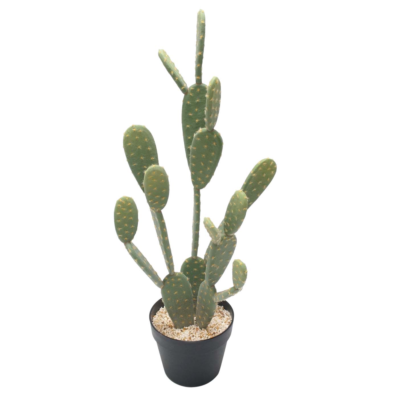 28 Inch Prickly Pear Cactus: Potted